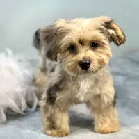 Lollipop ~ -$200 off for meeting day 7/25 (this puppy), a female Yorkipoo for sale in Sherman, TX – 1 of 10