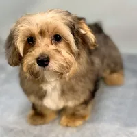 Lollipop ~ -$200 off for meeting day 7/25 (this puppy), a female Yorkipoo for sale in Sherman, TX – 10 of 10