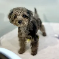 Montana ~ Micropchipped, Current Rabies, Vet Checked, a male Poodle - Toy  for sale in Sherman, TX – 10 of 10