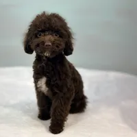 Jersey ~ Micropchipped, Current Rabies, Vet Checked, a male Cavapoo for sale in Sherman, TX – 3 of 10
