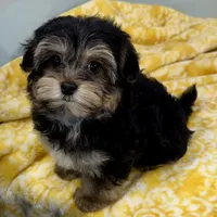 Hollipop, a female Yorkipoo for sale in Sherman, TX – 9 of 10