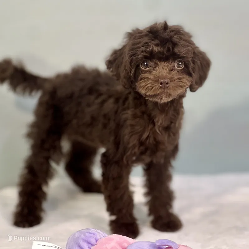 Virginia ~ Micropchipped, Current Rabies, Vet Checked – Cavapoo puppy for sale in Sherman, TX