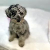Louisa ~ Micropchipped, Current Rabies, Vet Checked, a female Poodle - Toy  for sale in Sherman, TX – 10 of 10