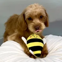 Twix ~ -$200 off for meeting day 7/25 (this puppy), a male Cavapoo for sale in Sherman, TX – 3 of 10