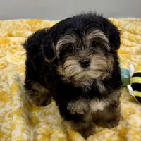 Hollipop, a female Yorkipoo for sale in Sherman, TX – 8 of 10