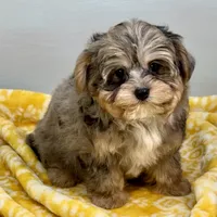 Mollipop, a female Yorkipoo for sale in Sherman, TX – 9 of 10
