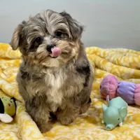 Mollipop, a female Yorkipoo for sale in Sherman, TX – 7 of 10