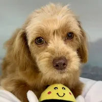 Twix ~ -$200 off for meeting day 7/25 (this puppy), a male Cavapoo for sale in Sherman, TX – 8 of 10