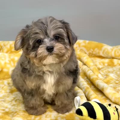 Mollipop, a female Yorkipoo for sale in Sherman, TX – 10 of 10