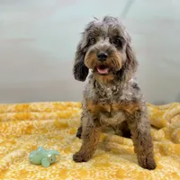 Sage ~ NEUTERED, vet-checked, current rabies, microchipped, a male Cavapoo for sale in Sherman, TX – 3 of 10