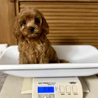 Strawberry, a female Cavapoo for sale in Sherman, TX – 10 of 10