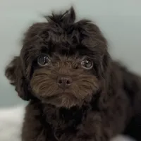 Virginia, a female Cavapoo for sale in Sherman, TX – 5 of 10