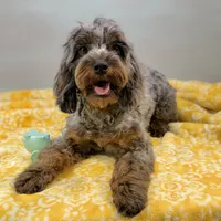 Sage ~ NEUTERED, vet-checked, current rabies, microchipped, a male Cavapoo for sale in Sherman, TX – 10 of 10