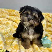 Jollipop, a female Yorkipoo for sale in Sherman, TX – 2 of 10