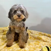 Cypress ~ NEUTERED, vet-checked, current rabies, microchipped, a male Cavapoo for sale in Sherman, TX – 5 of 8