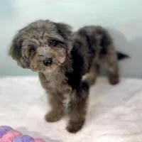 Montana ~ Micropchipped, Current Rabies, Vet Checked, a male Poodle - Toy  for sale in Sherman, TX – 8 of 10