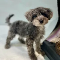 Dakota ~ Micropchipped, Current Rabies, Vet Checked, a male Poodle - Toy  for sale in Sherman, TX – 6 of 10