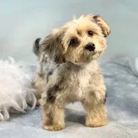 Lollipop ~ -$200 off for meeting day 7/25 (this puppy), a female Yorkipoo for sale in Sherman, TX – 4 of 10