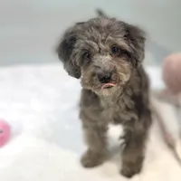 Montana ~ Micropchipped, Current Rabies, Vet Checked, a male Poodle - Toy  for sale in Sherman, TX – 4 of 10