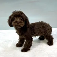 Caroline, a female Cavapoo for sale in Sherman, TX – 8 of 10