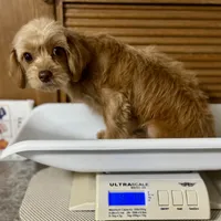Twix ~ -$200 off for meeting day 7/25 (this puppy), a male Cavapoo for sale in Sherman, TX – 9 of 10