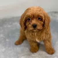Raspberry, a female Cavapoo for sale in Sherman, TX – 8 of 10