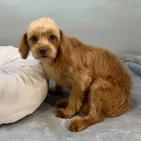 Twix ~ -$200 off for meeting day 7/25 (this puppy), a male Cavapoo for sale in Sherman, TX – 5 of 10