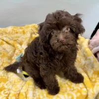 Tootsiepop, a female Cavapoo for sale in Sherman, TX – 5 of 10