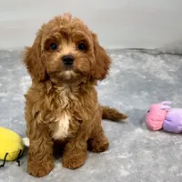 Rhubarb, a male Cavapoo for sale in Sherman, TX – 9 of 10