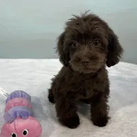 Caroline, a female Cavapoo for sale in Sherman, TX – 10 of 10