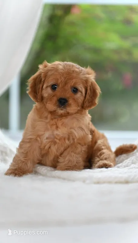 Kiki – Cavapoo puppy for sale in Dallas, TX