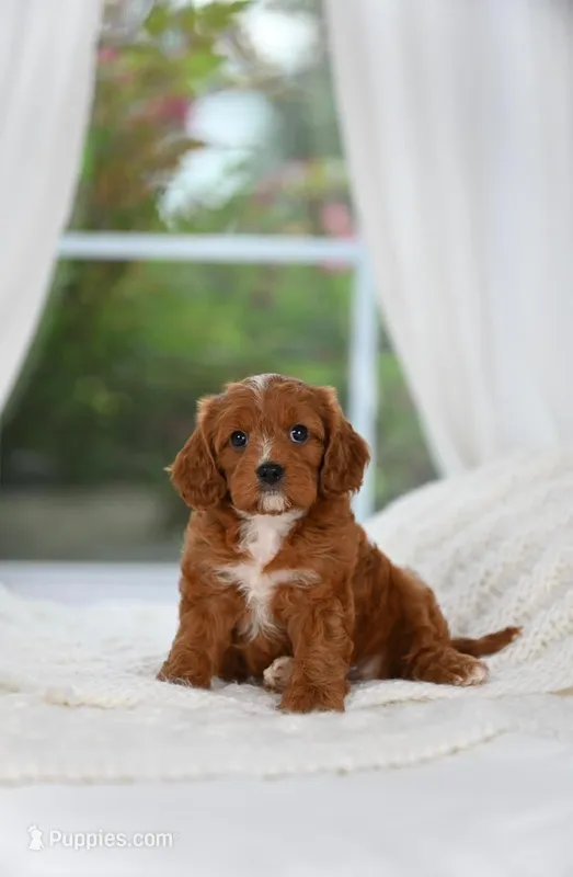 Rex – Cavapoo puppy for sale in Dallas, TX