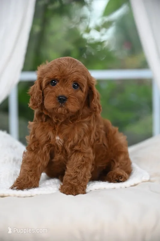 Cedar – Cavapoo puppy for sale in Dallas, TX