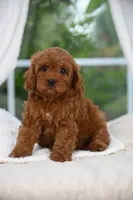 Cedar, a male Cavapoo for sale in Dallas, TX – 1 of 1