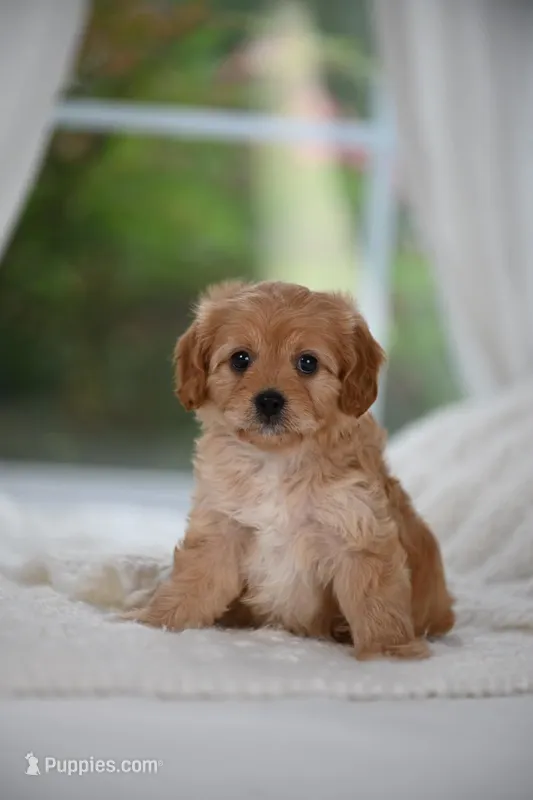 Pinky – Cavapoo puppy for sale in Dallas, TX