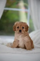 Pinky, a female Cavapoo for sale in Dallas, TX – 1 of 1