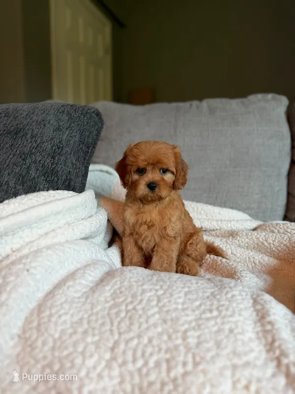 Clover – Cavapoo puppy for sale in Dallas, TX