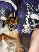 Haiti , a male Collie for sale in Dunmore, PA – 7 of 9