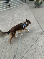 Haiti , a male Collie for sale in Dunmore, PA – 8 of 9