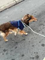 Haiti , a male Collie for sale in Dunmore, PA – 5 of 9