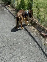 Haiti , a male Collie for sale in Dunmore, PA – 3 of 9