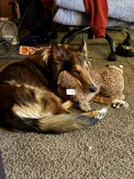 Haiti , a male Collie for sale in Dunmore, PA – 1 of 9