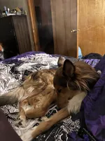 Haiti , a male Collie for sale in Dunmore, PA – 9 of 9