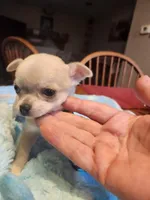 Lefty, a male Chihuahua for sale in Perkasie, PA – Photo 3 of 10