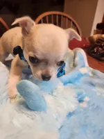 Lefty, a male Chihuahua for sale in Perkasie, PA – Photo 1 of 10