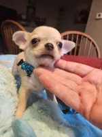 Lefty, a male Chihuahua for sale in Perkasie, PA – Photo 9 of 10