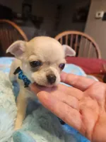 Lefty, a male Chihuahua for sale in Perkasie, PA – Photo 2 of 10