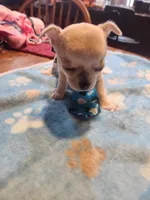 Lefty, a male Chihuahua for sale in Perkasie, PA – Photo 8 of 10