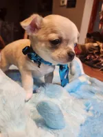 Lefty, a male Chihuahua for sale in Perkasie, PA – Photo 6 of 10
