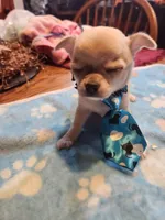 Lefty, a male Chihuahua for sale in Perkasie, PA – Photo 5 of 10